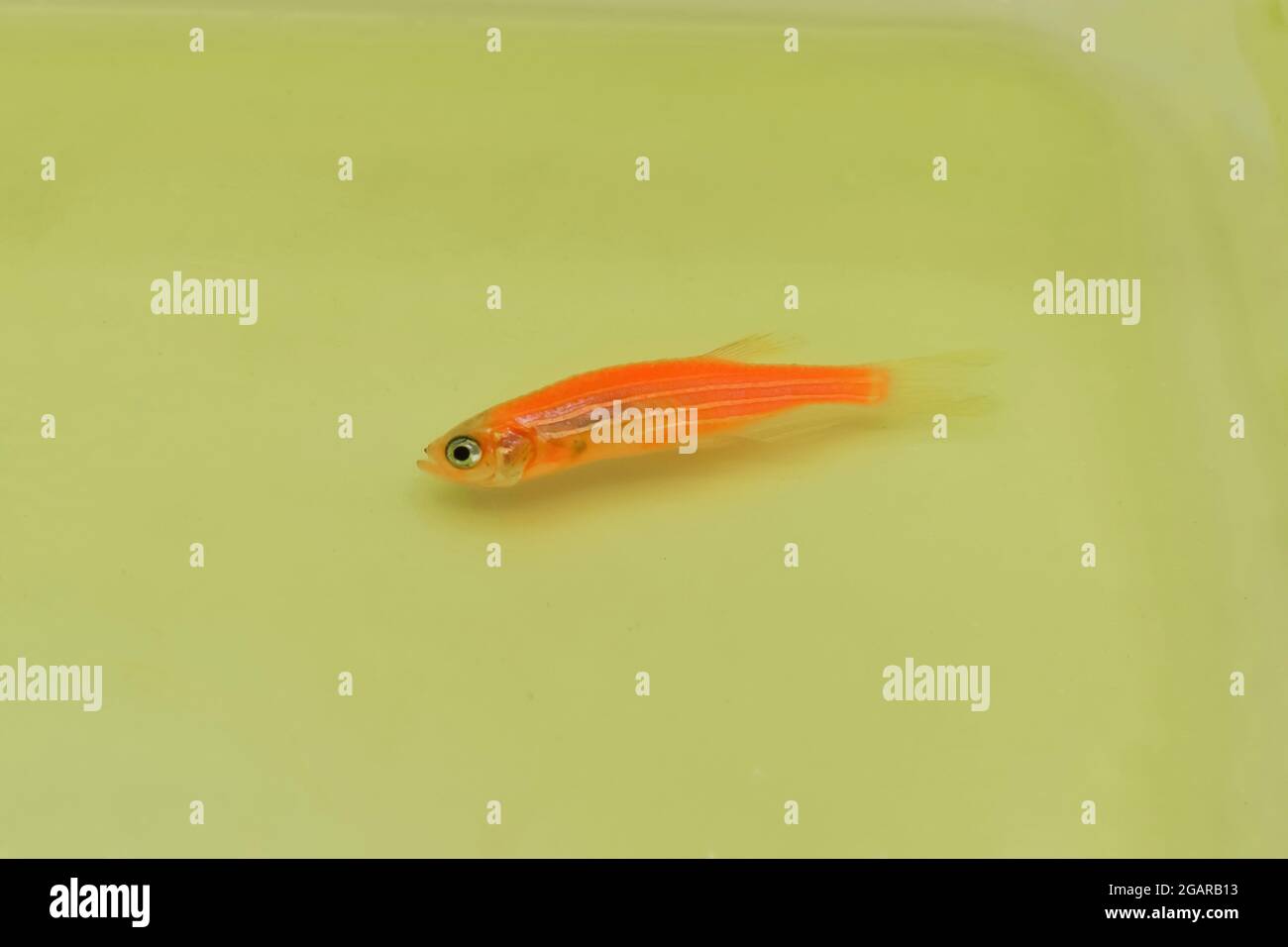 Orange zebra danio fish died due to poor water quality i.e. ammonia poisoning. Dead Small fish on the surface of water. Stock Photo