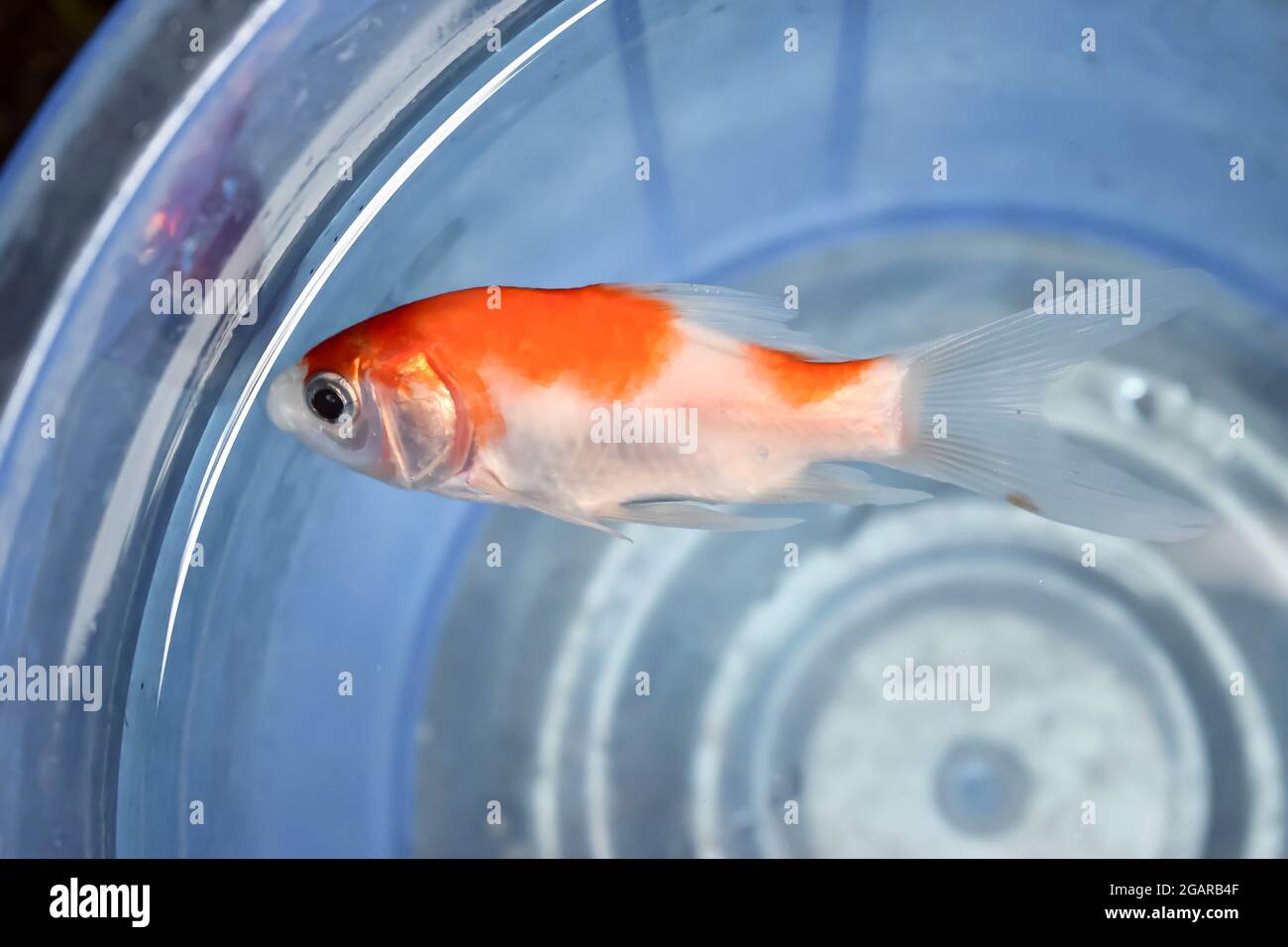 Comet or common goldfish died due to poor water quality i.e. ammonia poisoning. Dead fish floating on the surface of water. Stock Photo