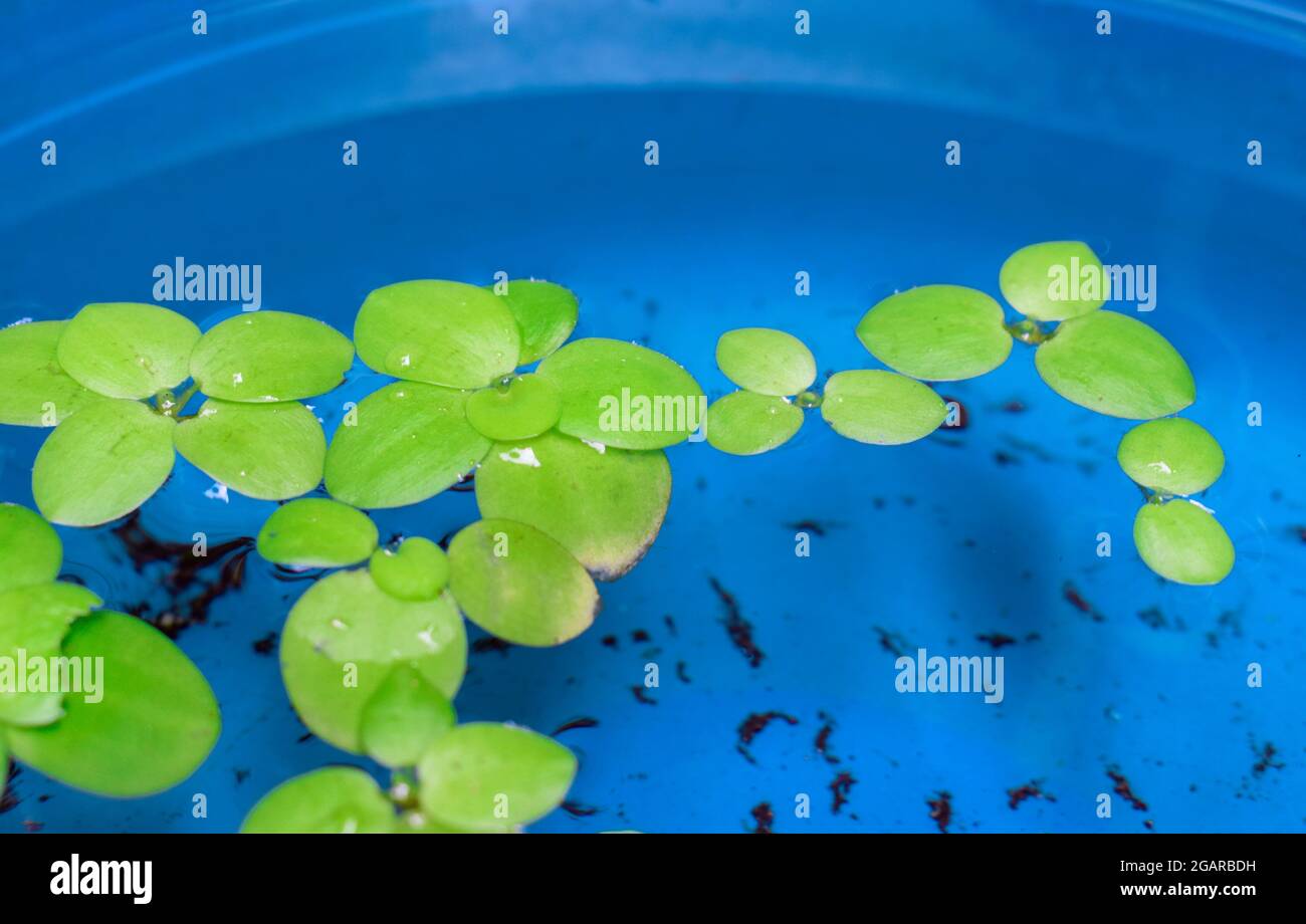 Home aquarium floating plants called Amazon frogbit or Limnobium Laevigatum bitten by freshwater fishes. Lateral view. Stock Photo