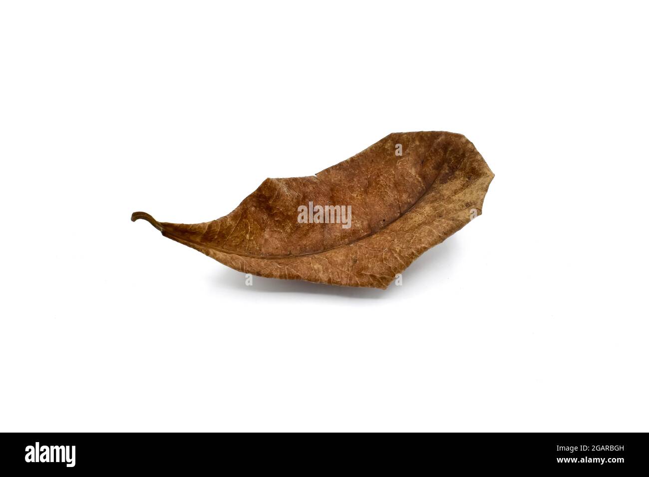 Single dry indian almond leaf isolated on white background. Stock Photo