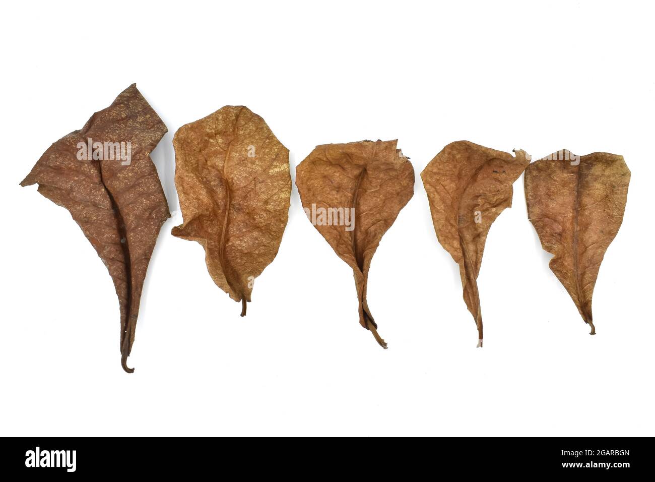 Five dry indian almond leaves isolated on white background. Stock Photo