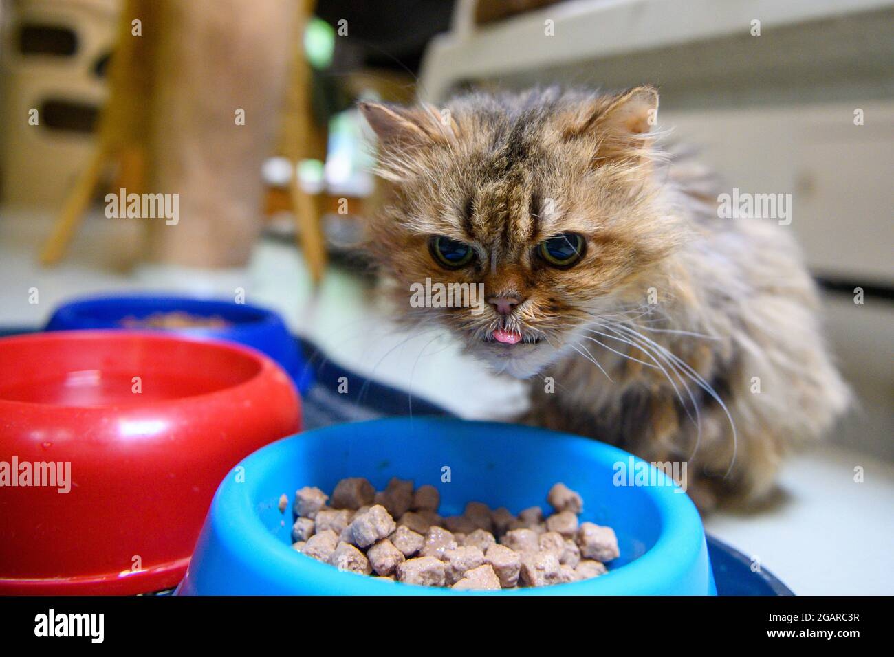 Halberstadt, Germany. 29th July, 2021. The 20-year-old tomcat "Teddy" eats  in the cat house of the animal protection station. Here, many animals are  waiting for a new home. According to the Animal