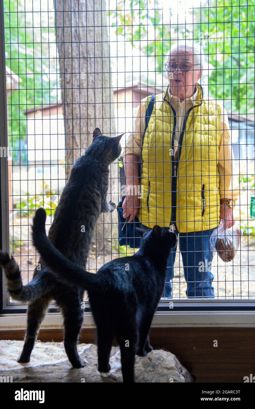 Halberstadt, Germany. 29th July, 2021. Waltraud Hammer, chairwoman of the  Halberstadt Animal Welfare Association, stands at the window of the cat  house of the Halberstadt lost and found animal station. Here, many