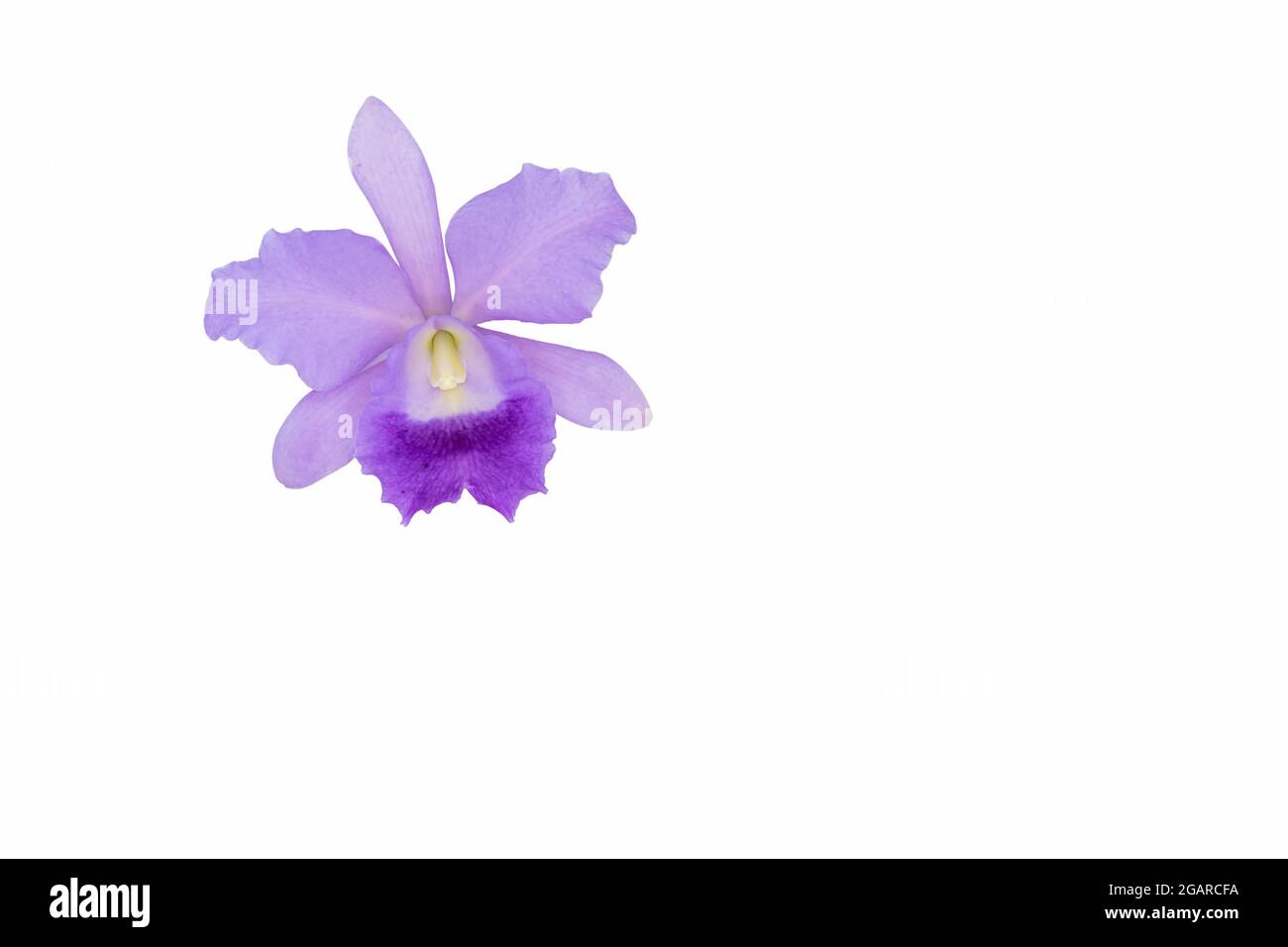 A violet Cattleya orchid isolated on a white background Stock Photo