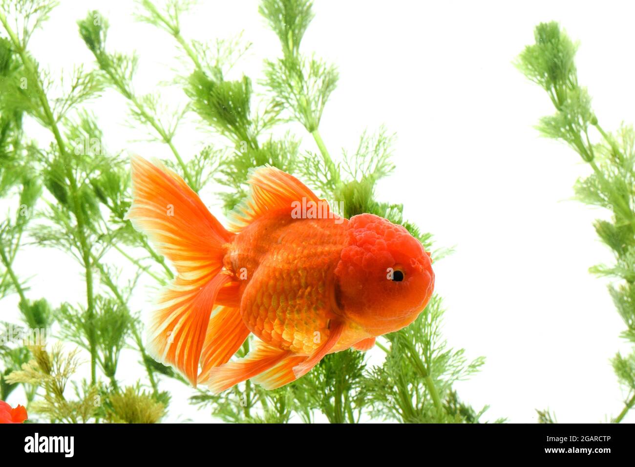 Goldfish in aquarium with green plants Stock Photo Alamy