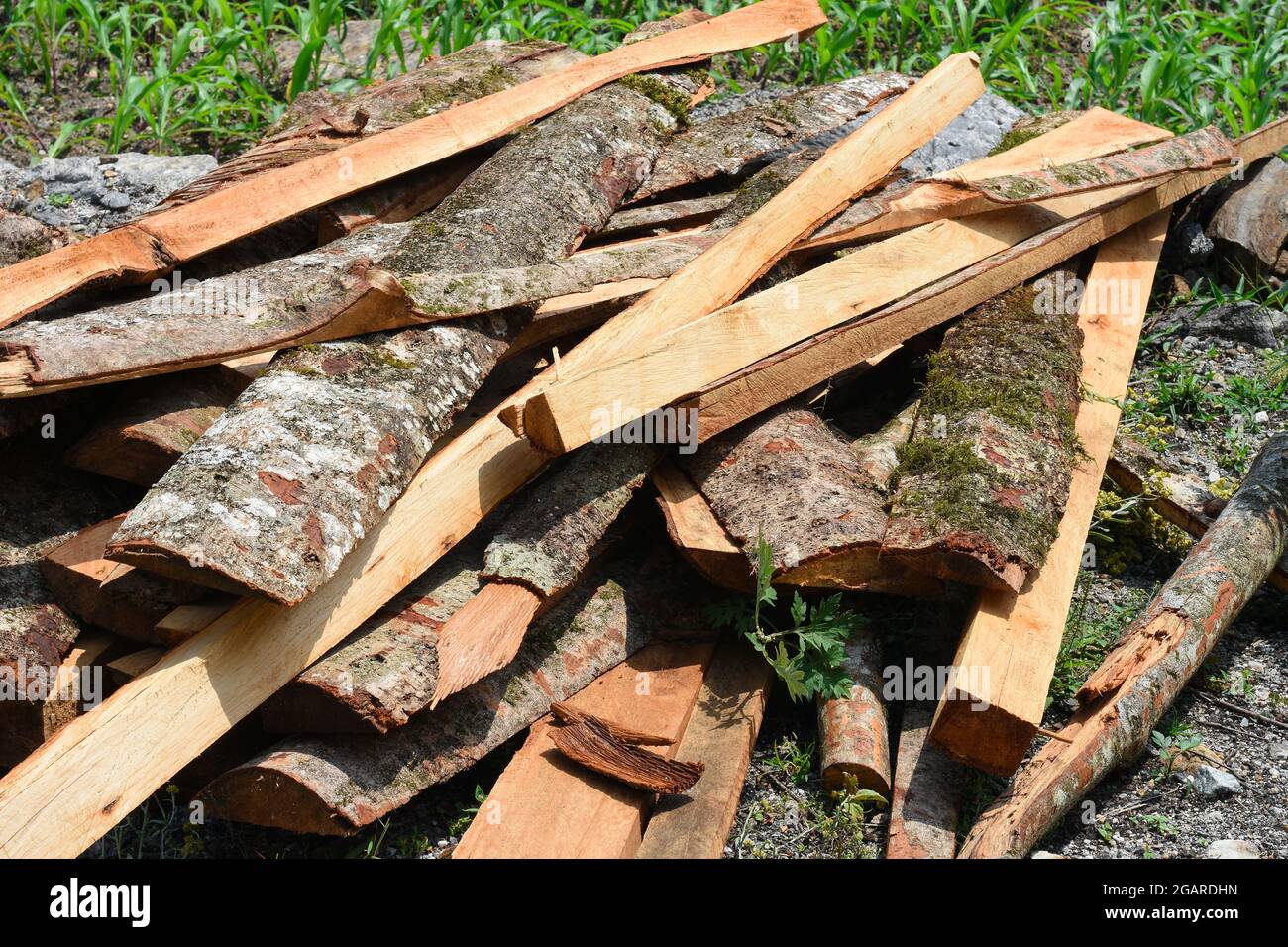 Seasoned Firewood covered with moss and lichen Stock Photo Alamy