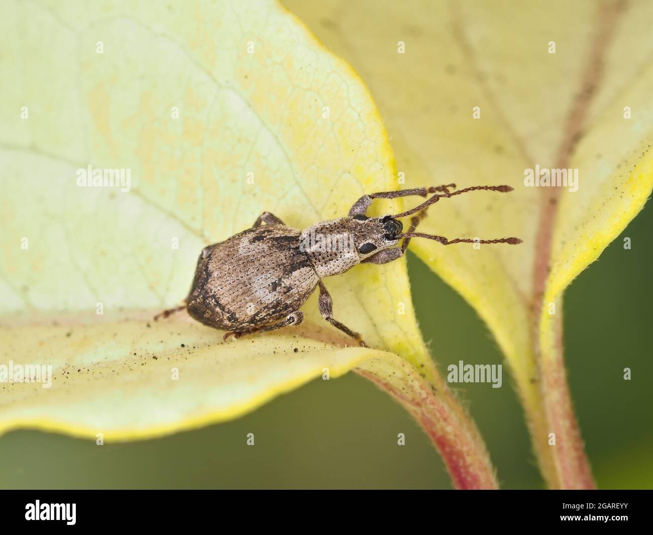 Tiny weevil beetle identified as Sciopithes obscurus - Obscure Root Weevil Stock Photo