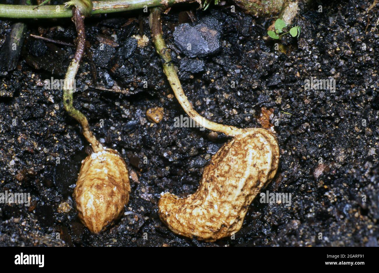 PEANUT 'VIRGINIA (ARACHIS HYPOGAEA) PODS IN SOIL. FABACEAE. ALSO KNOWN AS MONKEY NUTS, GROUNDNUTS OR GOOBERS. Stock Photo