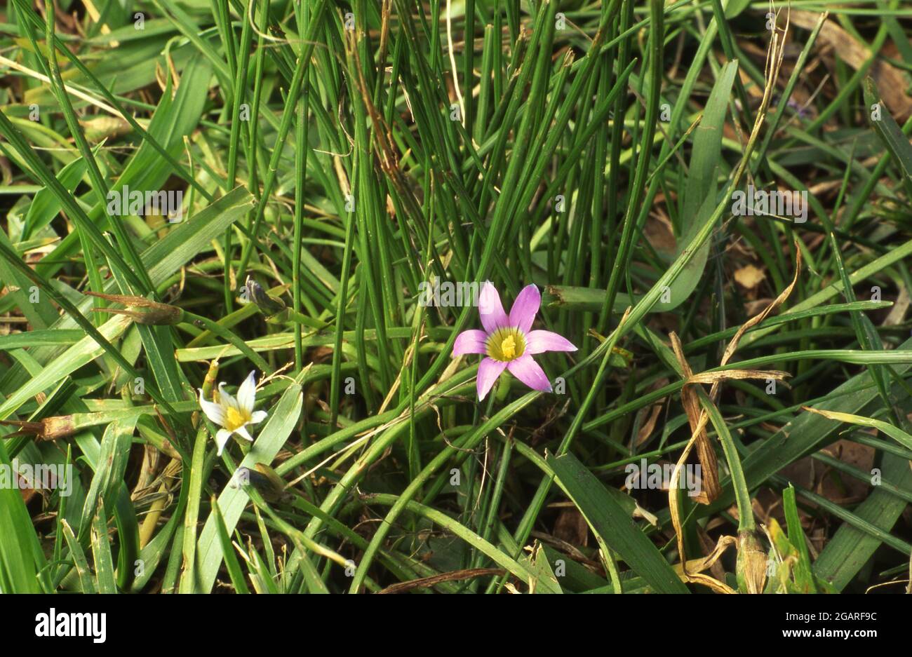 THE LAWN WEED ROMULEA ROSEA VAR AUSTRALIA ALSO KNOWN AS GUILDFORD GRASS GROWING IN GARDEN LAWN Stock Photo