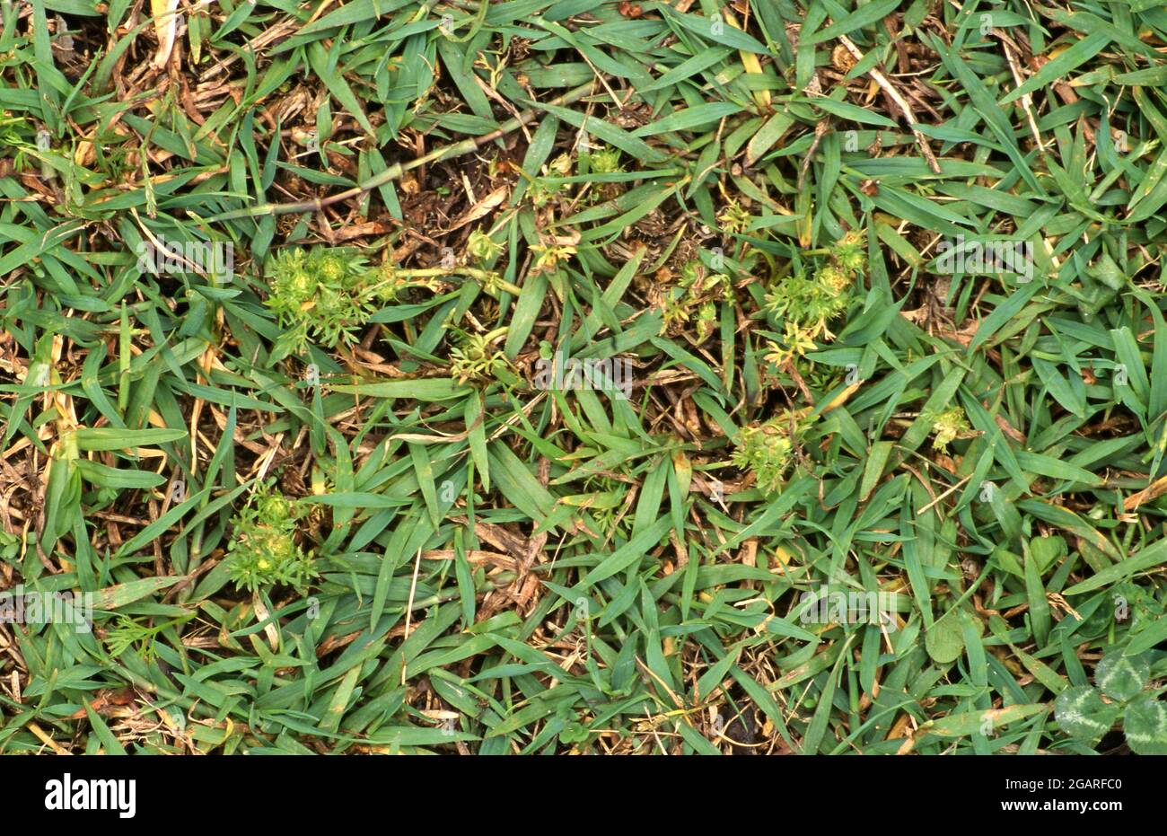 BINDII (SOLIVA SESSILIS) GROWING IN COUCH LAWN. ALSO KNOWN AS LAWN WEED, COMMON SOLIVA AND FIELD BURRWEED. Stock Photo
