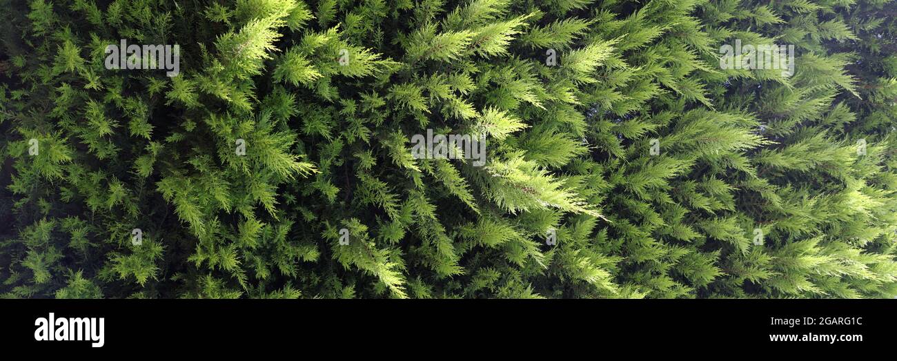 Close-up of evergreen coniferous tree thuja background Stock Photo