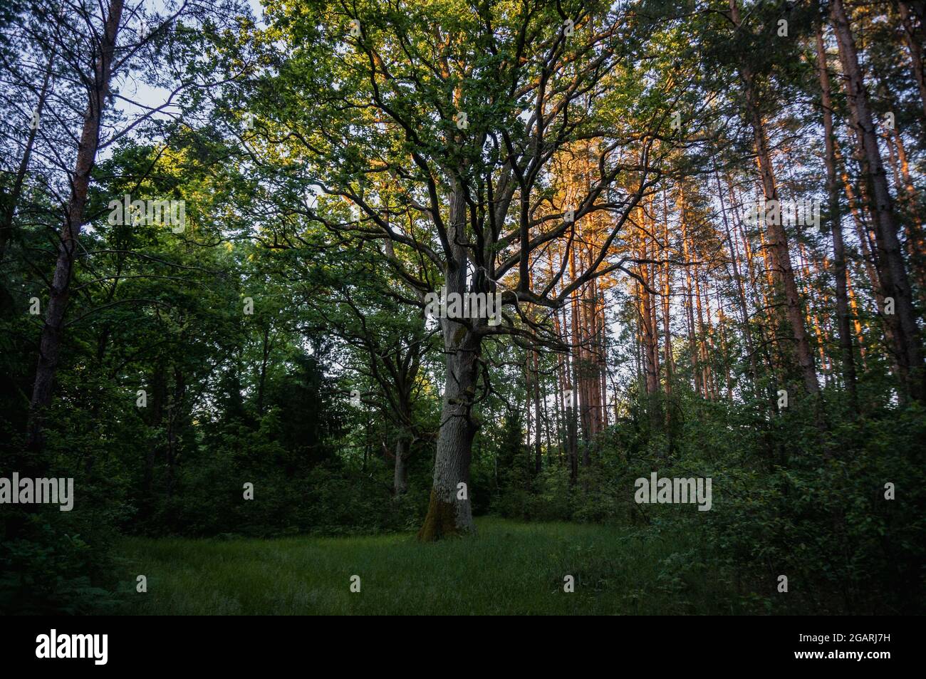 an oak tree in the forest at sunset, an old tree Stock Photo - Alamy