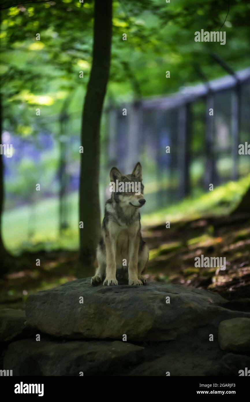 A young wolf standing on a rock in the woods Stock Photo - Alamy