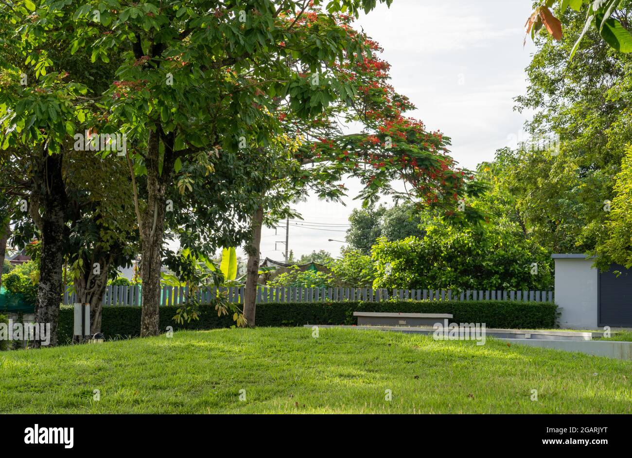 A landscape of green grass with trees and fence background Stock Photo ...