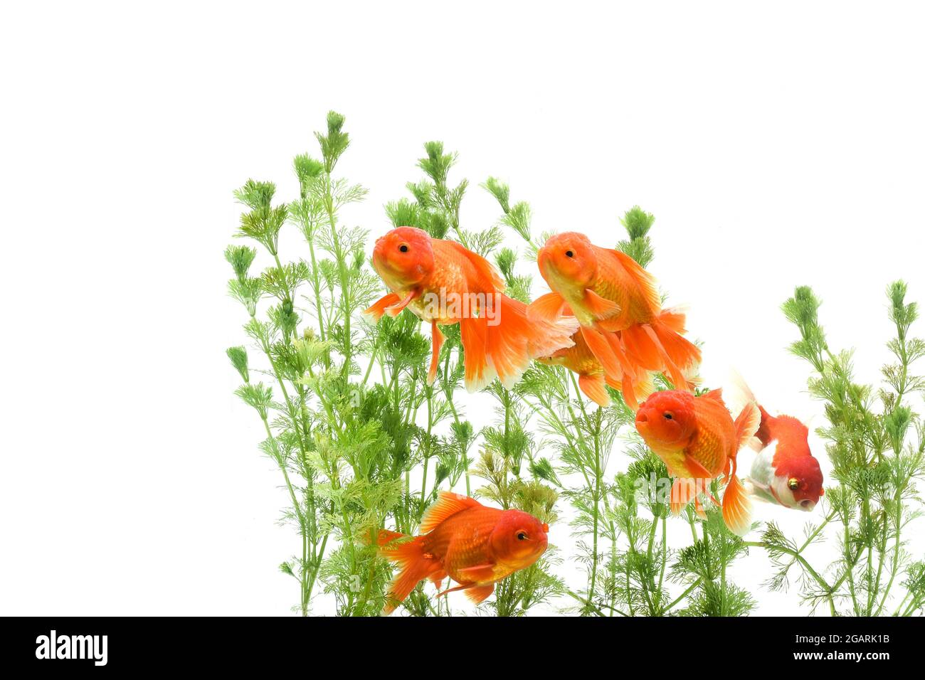 View of Goldfish in aquarium with green plants Stock Photo - Alamy