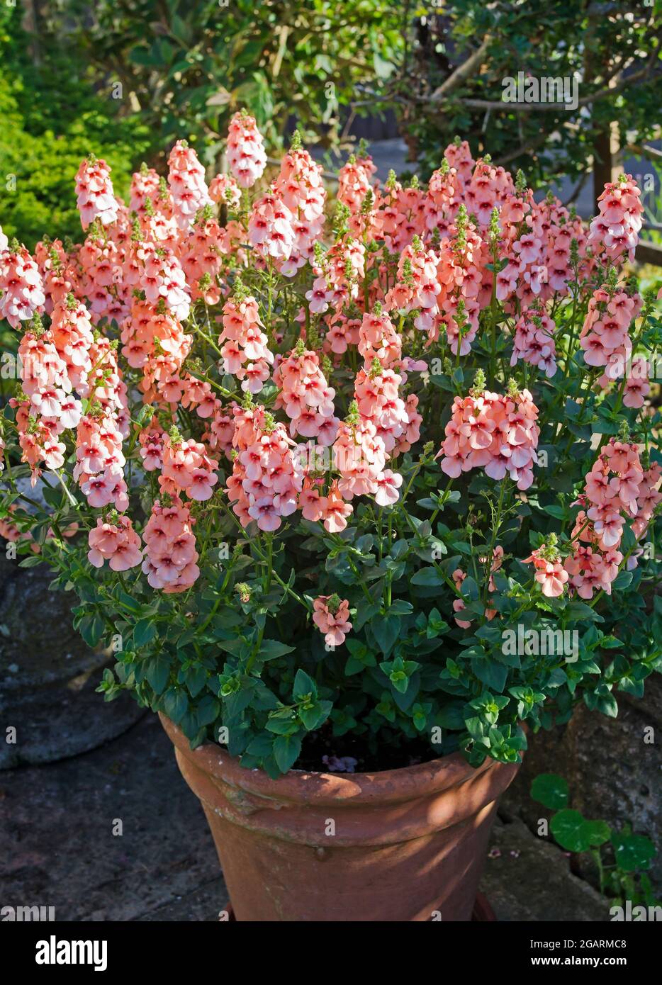 Half-hardy annual Diascia Aurora Apricot lit up by early morning sunshine in terracotta pot on patio in English summer garden Stock Photo