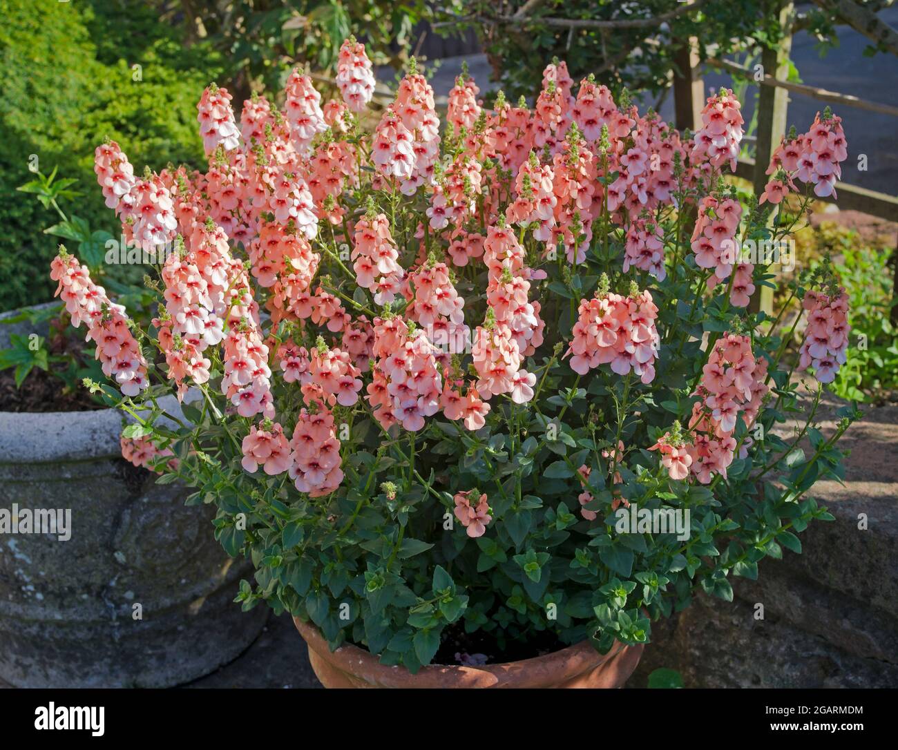 Half-hardy annual Diascia Aurora Apricot lit up by early morning sunshine in terracotta pot on patio in English summer garden Stock Photo
