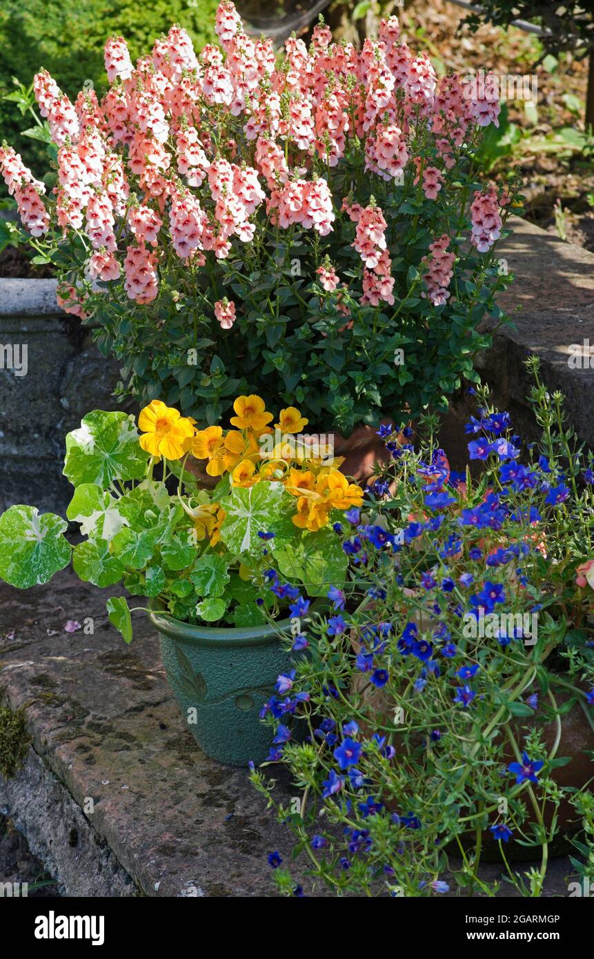 Diascia Aurora Apricot, Nasturtium Alaska Mixed and Blue trailing Anagallis Skylover growing in pots on stone patio in English summer garden Stock Photo