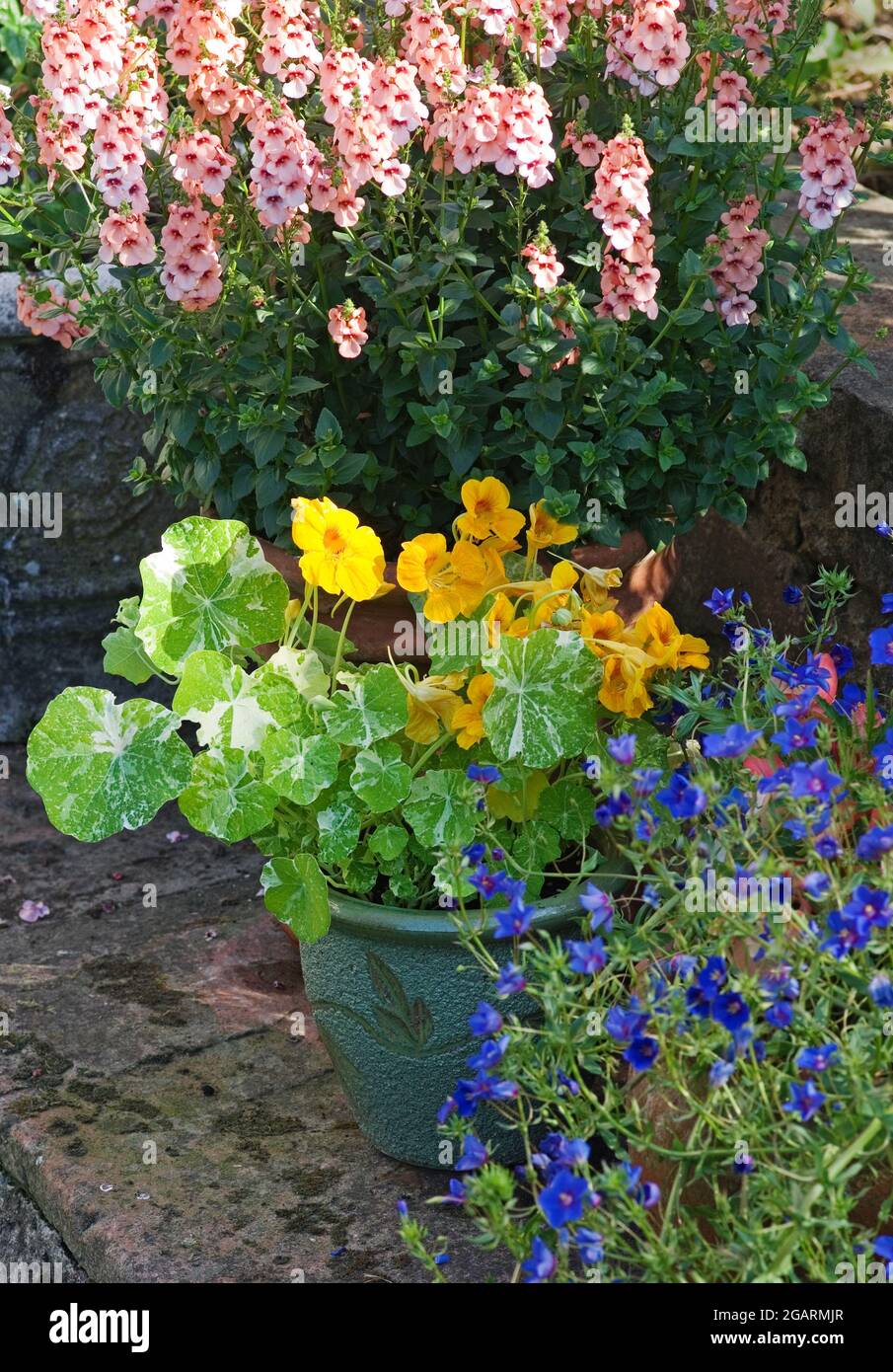 Diascia Aurora Apricot, Nasturtium Alaska Mixed and Blue trailing Anagallis Skylover growing in pots on stone patio in English summer garden Stock Photo