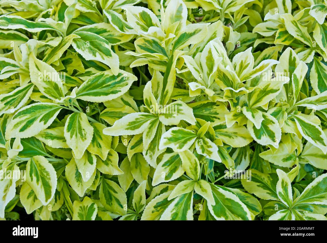 Close-up of unfolding early Spring white and green variegated foliage on evergreen Euonymus Fortunei Silver Queen shrub, May, England UK Stock Photo