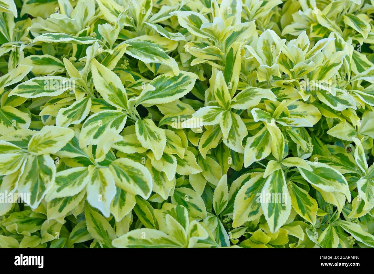 Close-up of unfolding early Spring white and green variegated foliage on evergreen Euonymus Fortunei Silver Queen shrub, May, England UK Stock Photo
