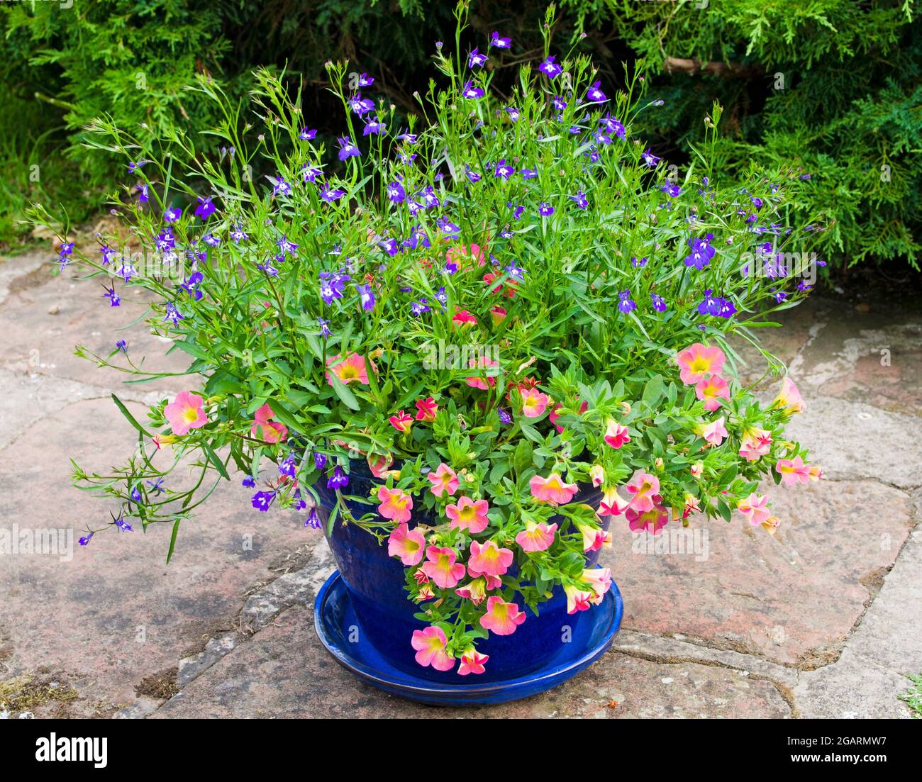 Calibrachoa Coral Pink and blue lobelia in flower in blue glazed terracotta pot on stone patio in English summer garden, juniper shrub in background Stock Photo