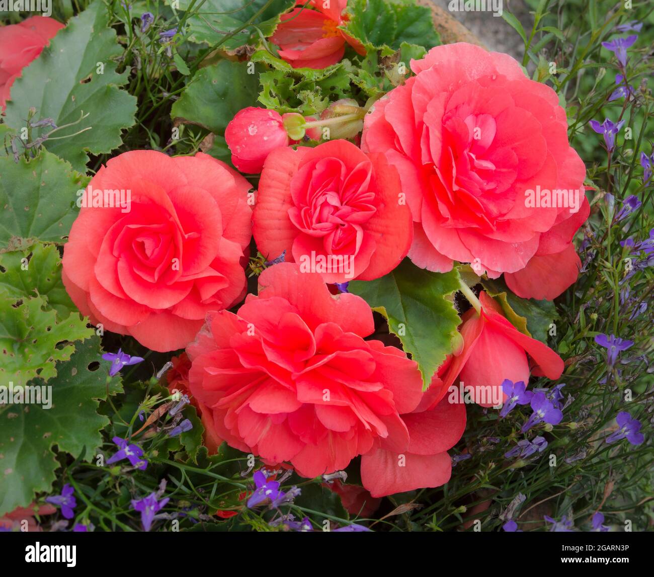 Close-up of late summer flowering deep pink double begonia flowers  grown in terracotta pot with purple/blue trailing lobelia, August, England UK Stock Photo