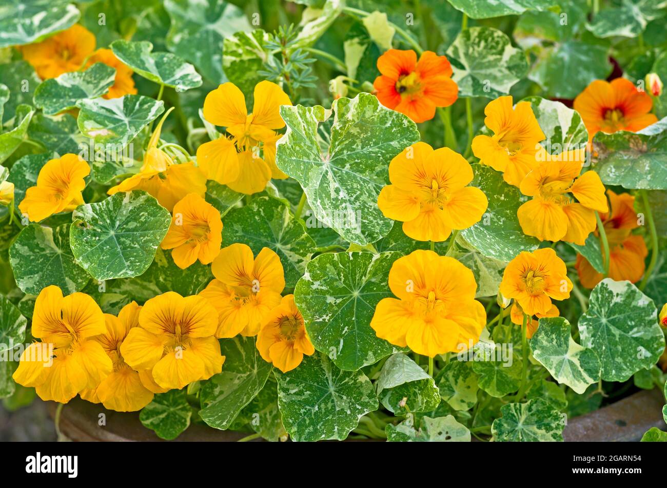 Nasturtium Alaska Mixed in flower, grown in terracotta pot, July, summer, England UK Stock Photo