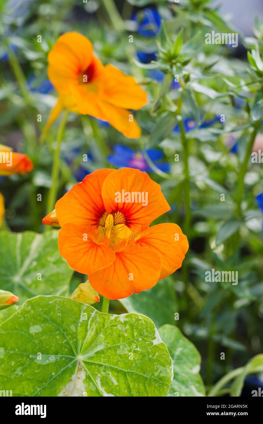 Close up of Nasturtium Alaska Mixed flowers in early morning sunshine, with bright blue Anagallis Skylover trailing flowers behind, July, England UK Stock Photo