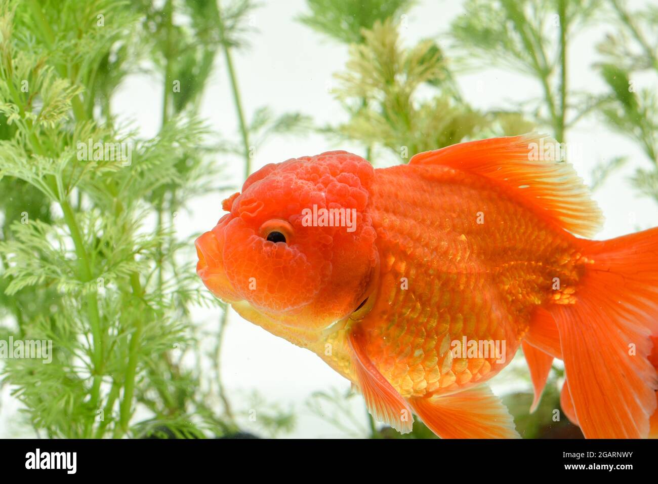 470 Koleksi Aquarium Maskoki Gratis Terbaik