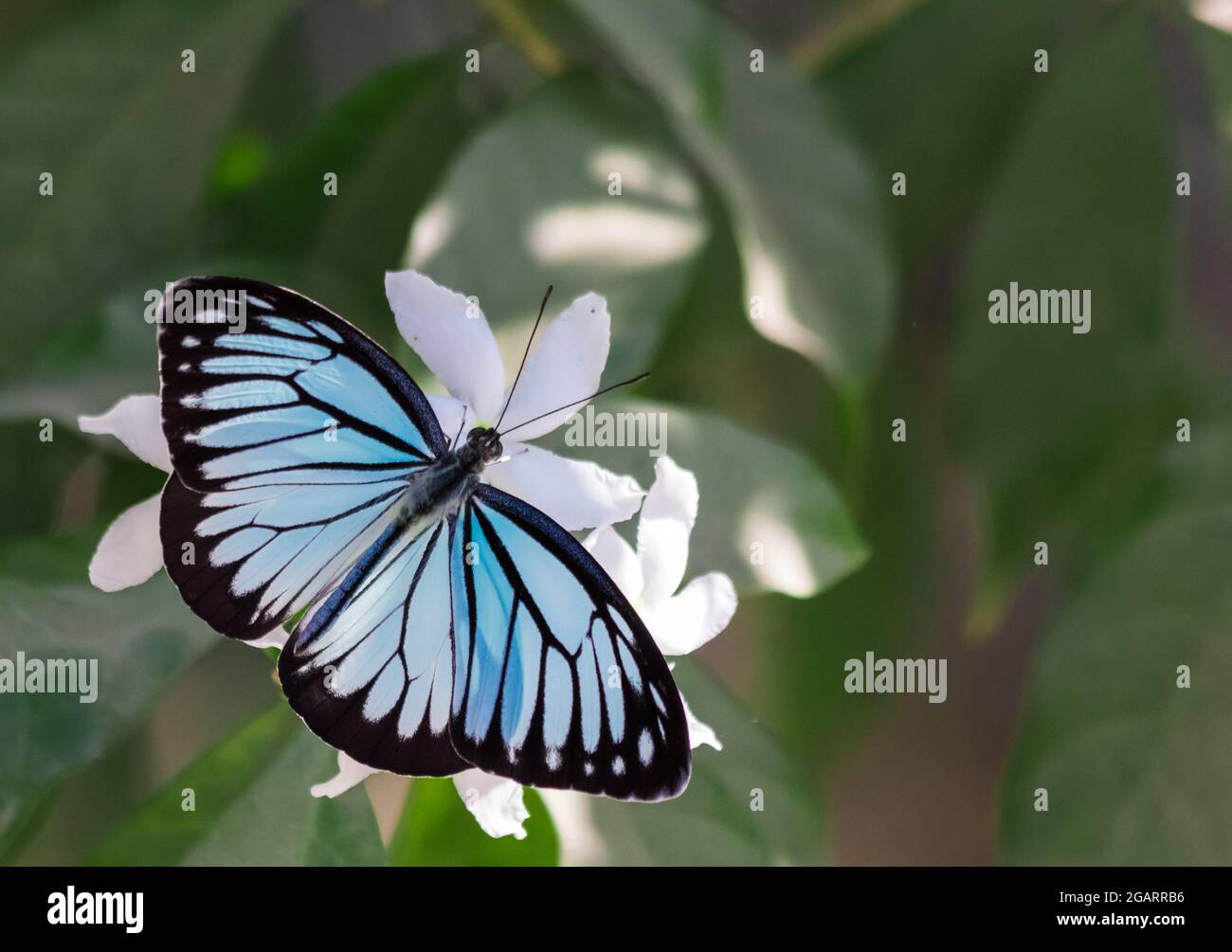 Blue tiger butterfly (tirumala limniace) on a white flower in Nepal Stock Photo
