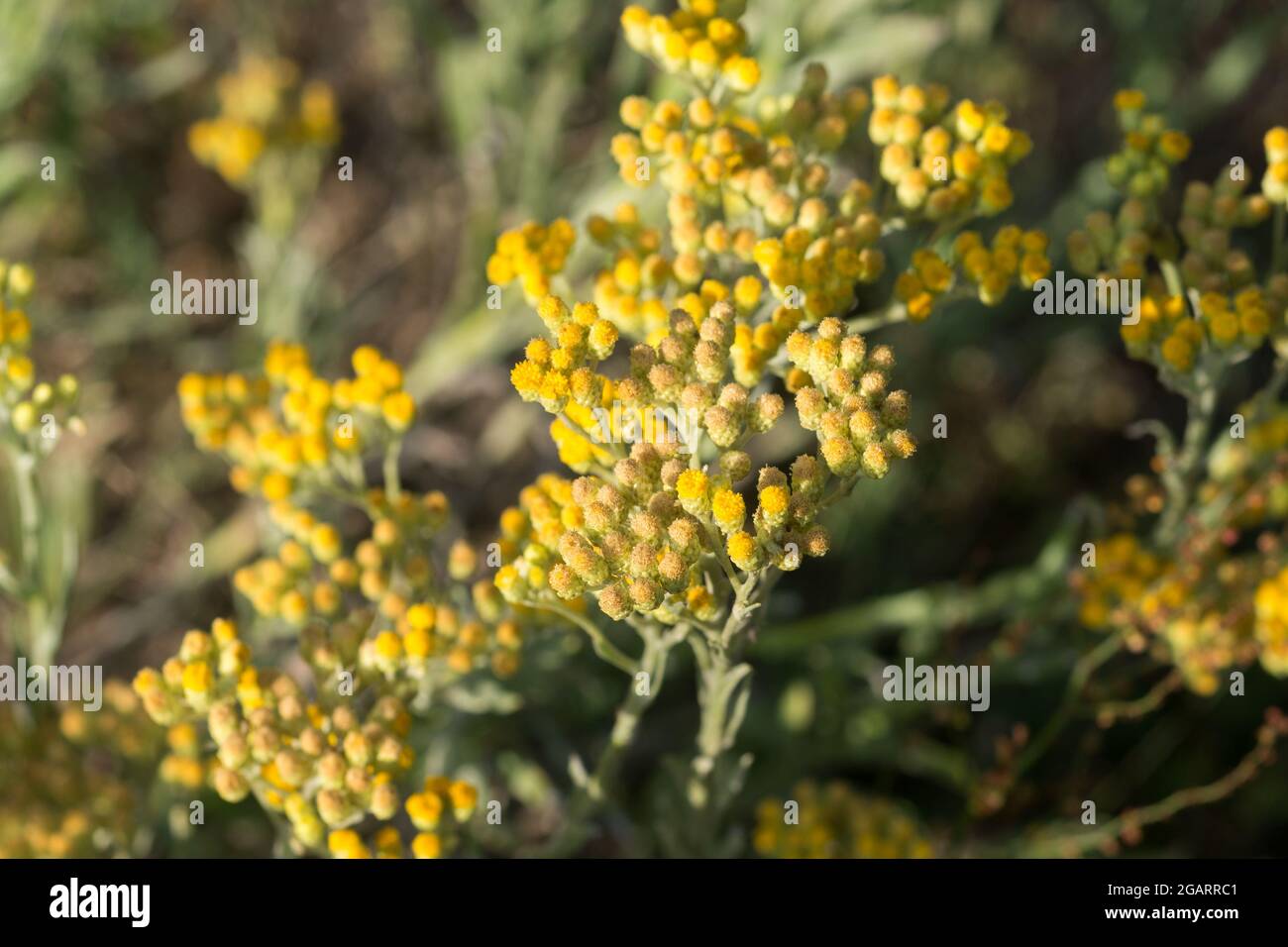 Helichrysum arenarium, dwarf everlast, yellow flowers closeup selective focus on suny day Stock Photo