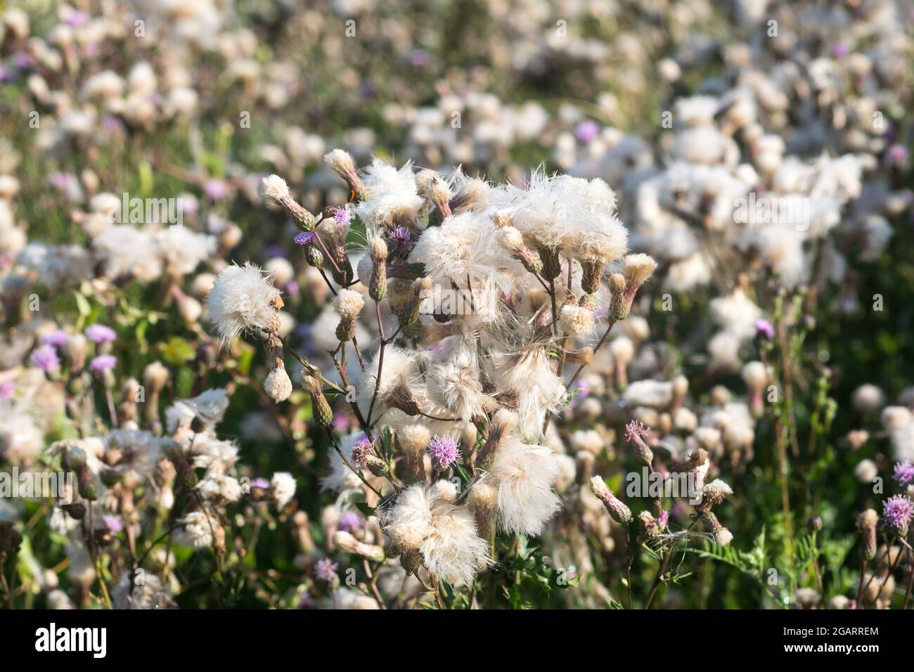 Cirsium arvense, fluffy inflorescence in meadow closeup selective focus Stock Photo