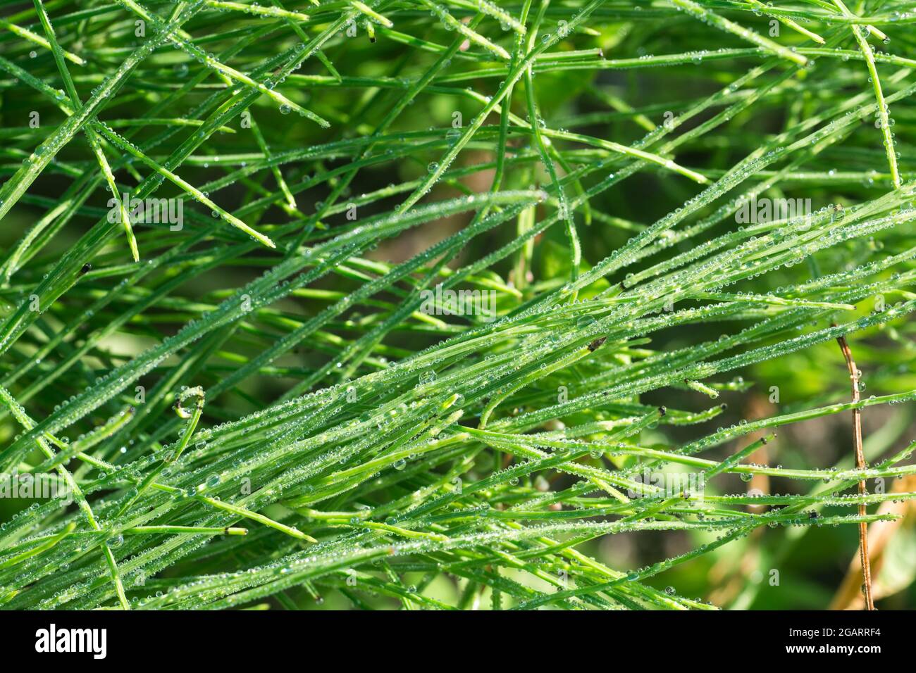 Equisetum arvense,  field horsetail leaves with morning dew closeup selective focus Stock Photo