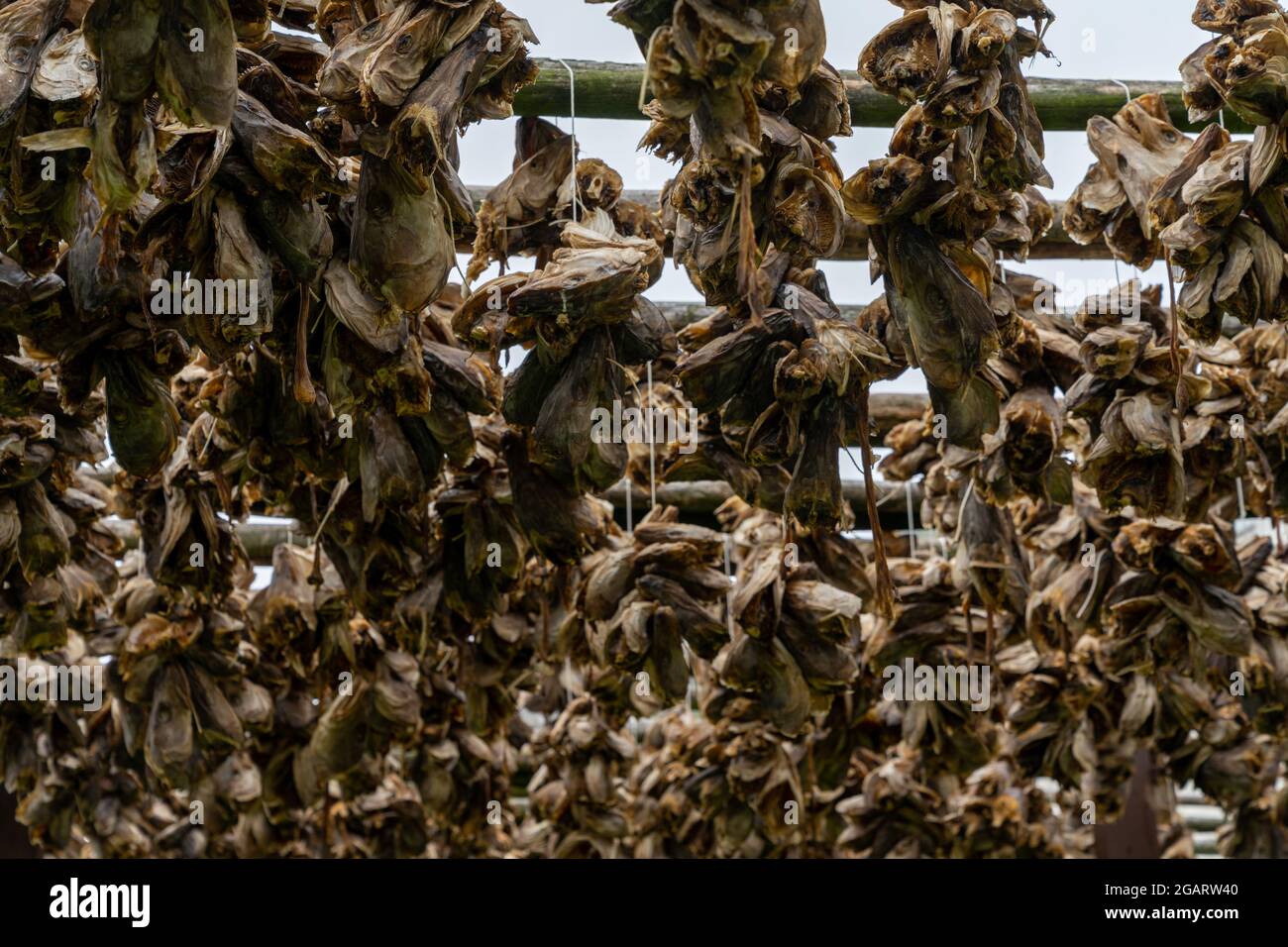 A close up view of wooden racks with hundreds of stockfish heads drying ...