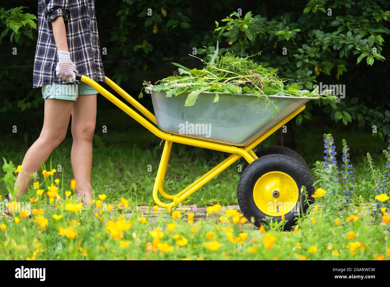 A farmer girl holds a wheelbarrow with weeds Stock Photo - Alamy