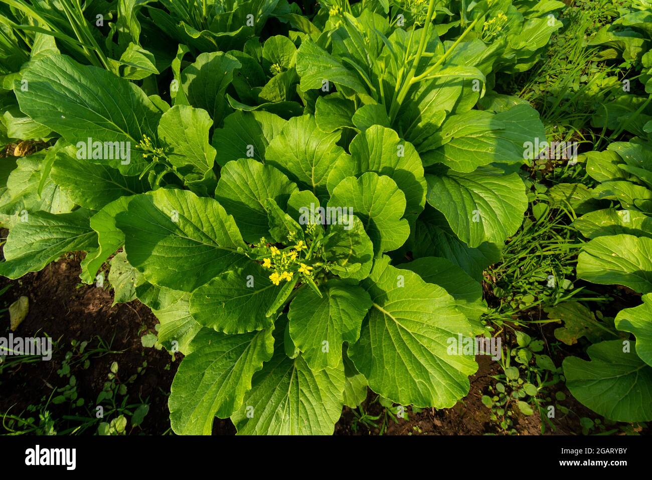 Plant nutrition hires stock photography and images Alamy