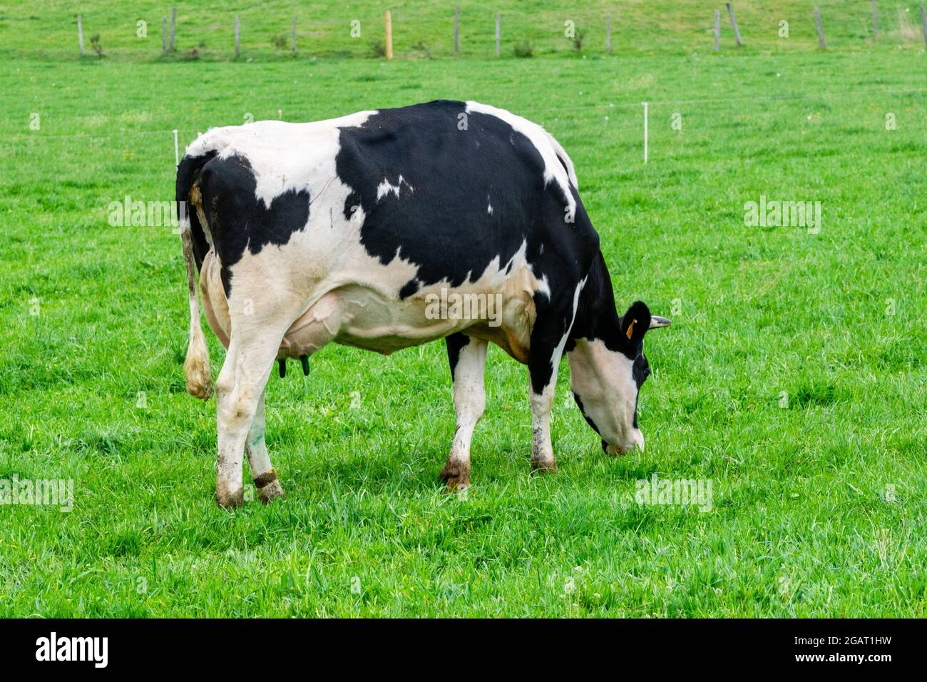 view of holstein cow in pasture Stock Photo - Alamy