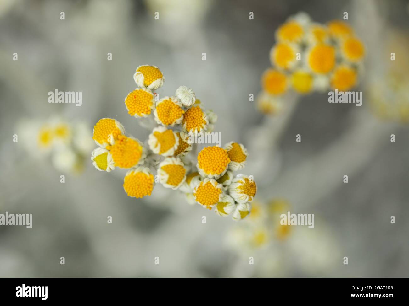 natural macro floral background with silver leaves of Jacobaea maritima, commonly known as silver ragwort Stock Photo