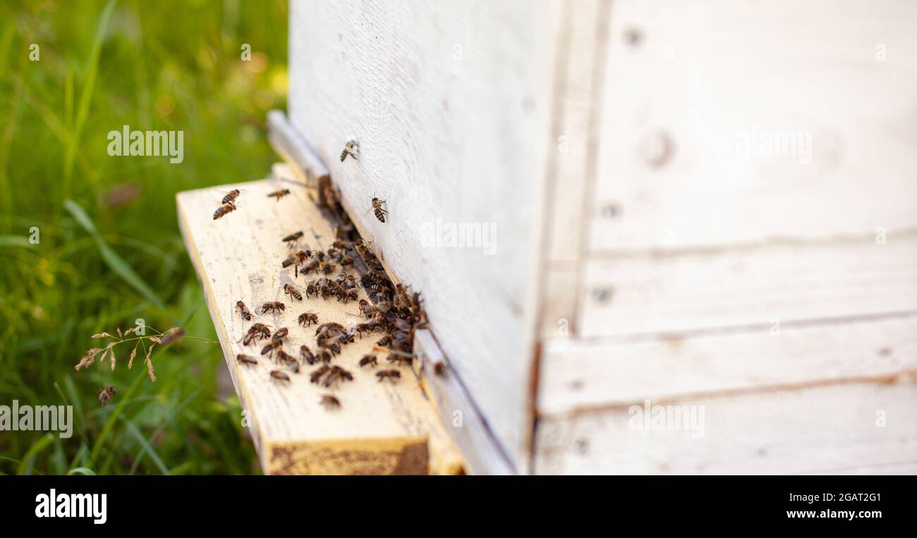 Bees Swarm Collect High Resolution Stock Photography and Images - Alamy