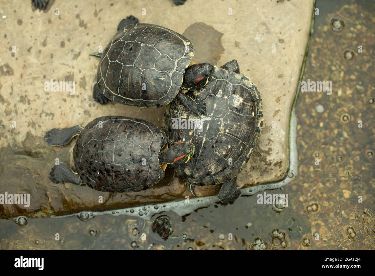 Three turtles on a stone. Water turtles among the water. Cold-blooded animal  Stock Photo - Alamy