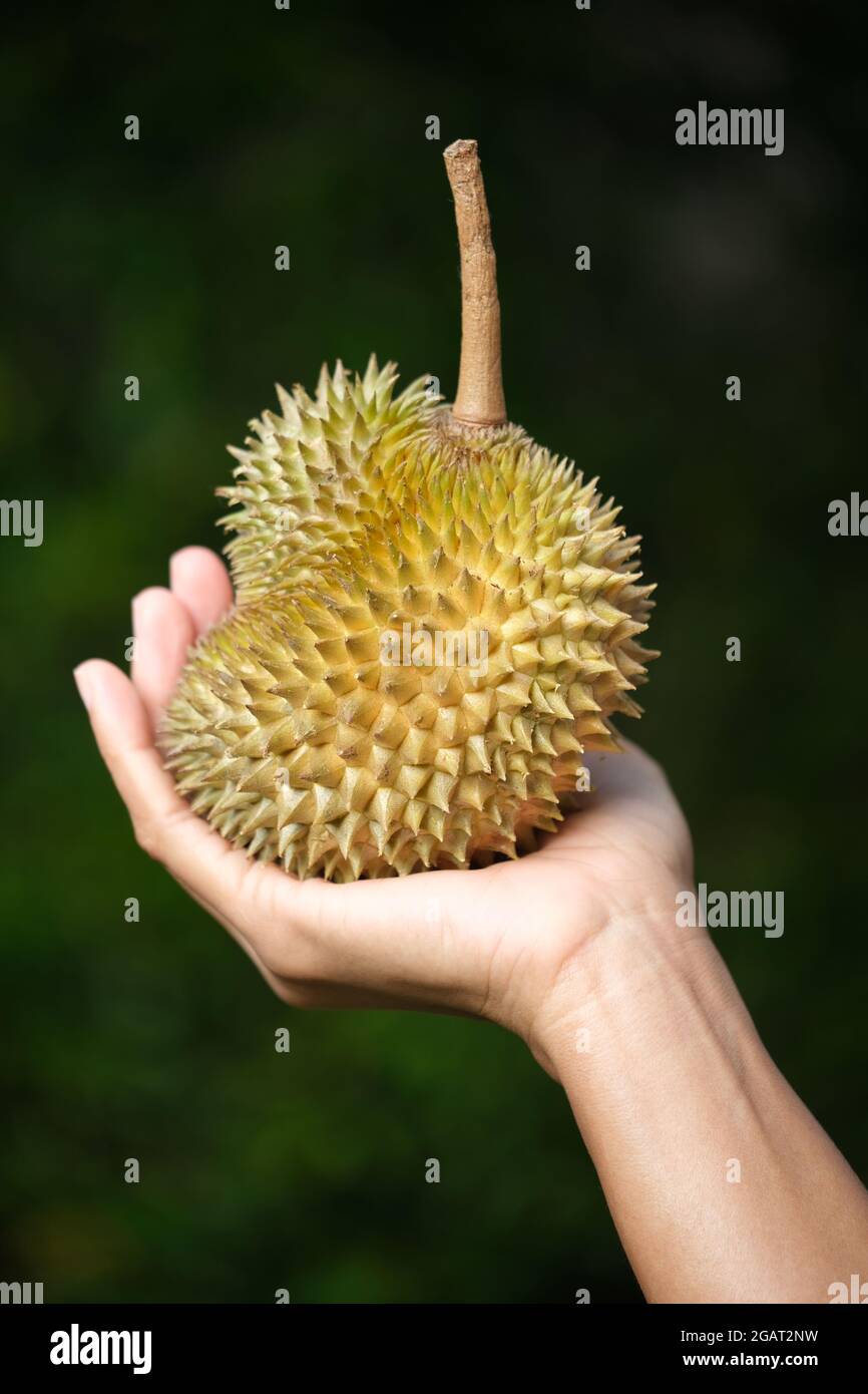 Indonesia Batam - Durian fruit in hand vertical Stock Photo