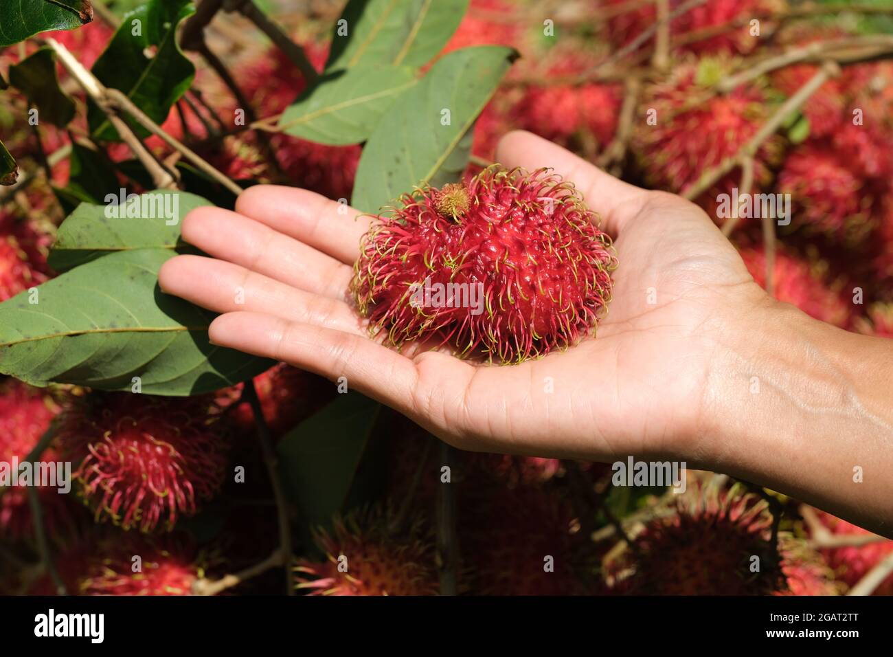 Indonesia Batam - Rambutan fruits - Nephelium lappaceum Stock Photo