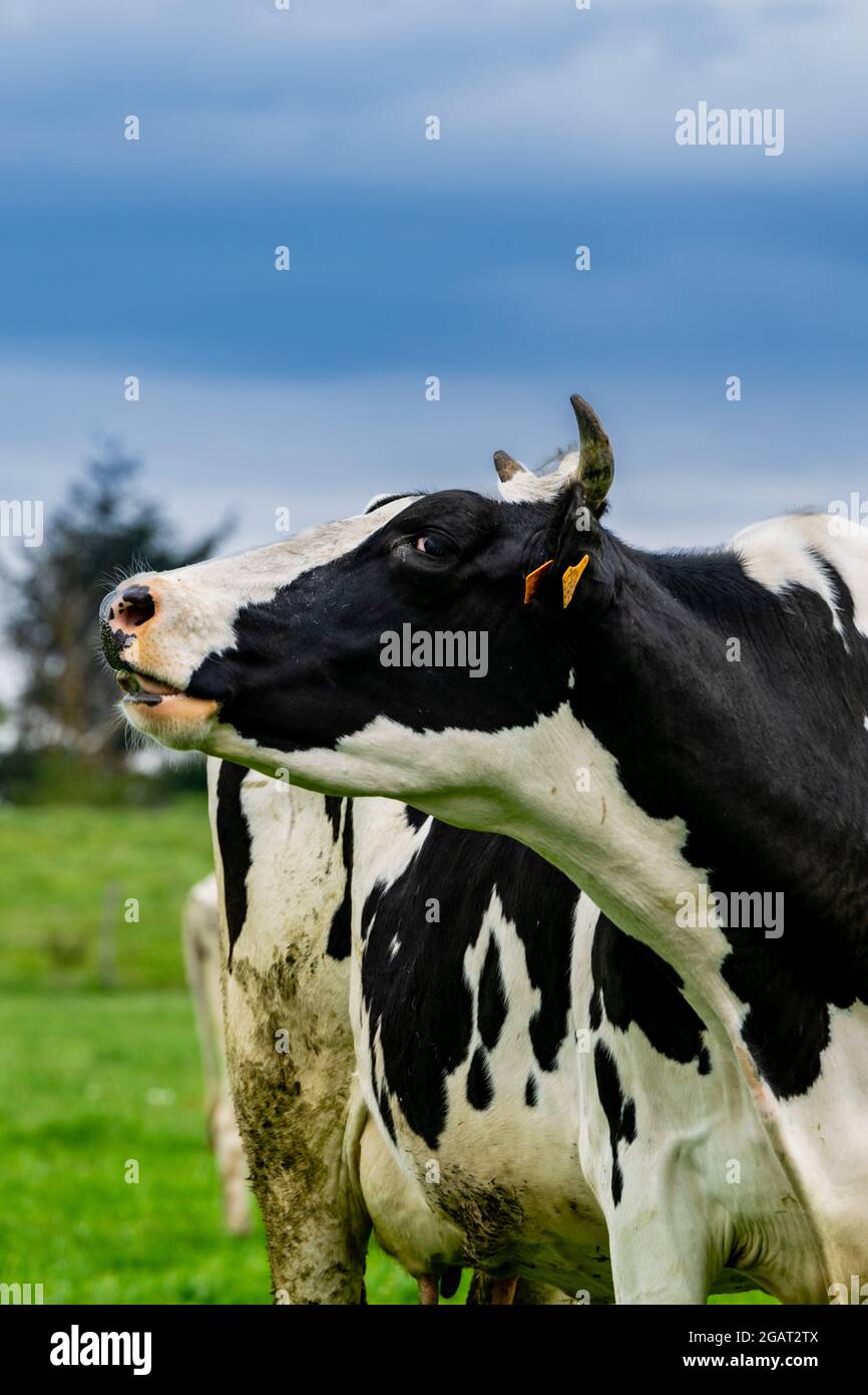 view of holstein cow in pasture Stock Photo - Alamy