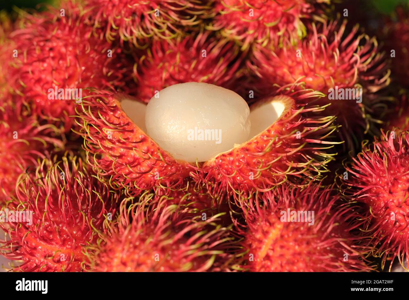 Indonesia Batam - Rambutan fruits - Nephelium lappaceum Stock Photo