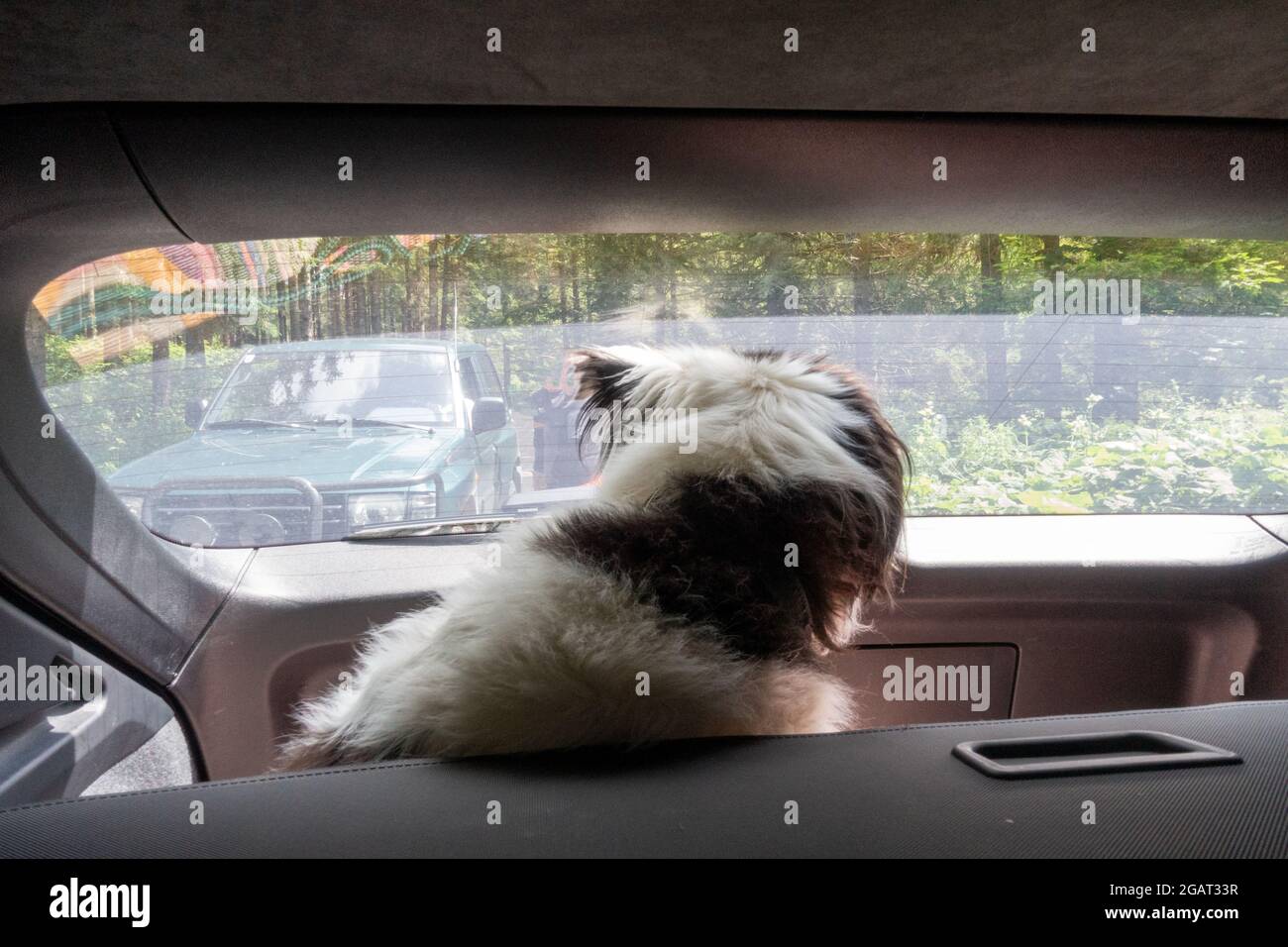 Dog in the car . Hund im Auto Stock Photo