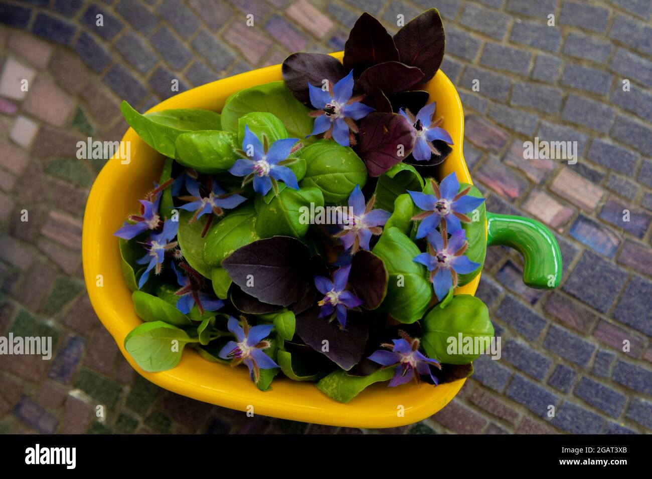 basil leaves and borage flowers, presented in a yellow dish shaped like a capsicum pepper.  The basil varieties are classic Italian and dark red. Stock Photo