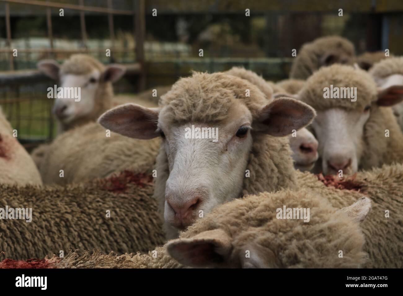 Many sheep waiting Stock Photo
