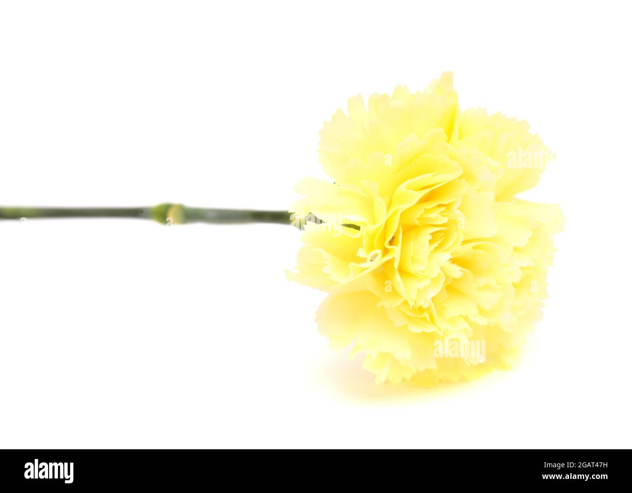 beautiful pale yellow Carnation flowers isolated on plain background