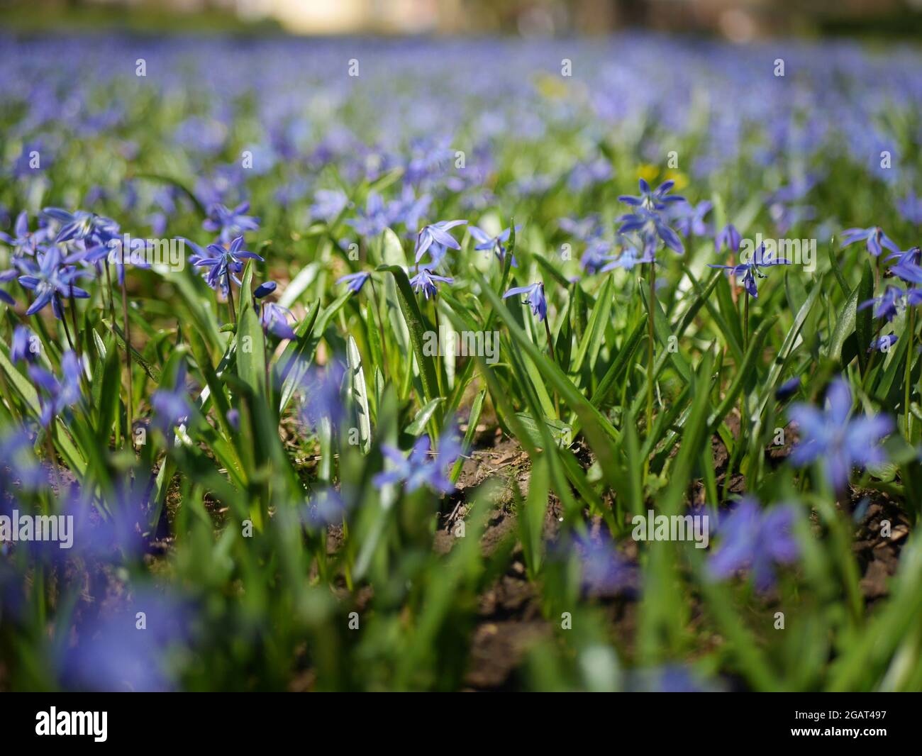 field of little blue flowers Stock Photo - Alamy